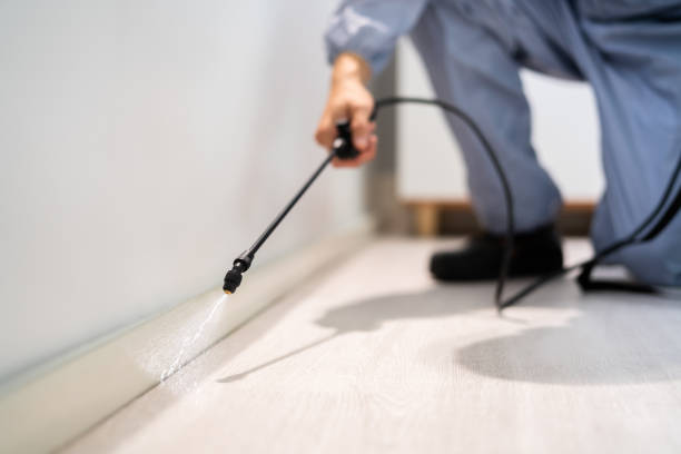 Licensed Termite Control service in Central Falls, RI - Nex Pest Control