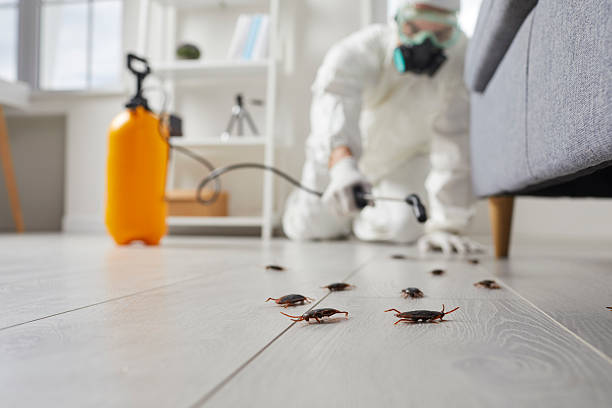 Affordable Termite Control solutions in Central Falls, RI
